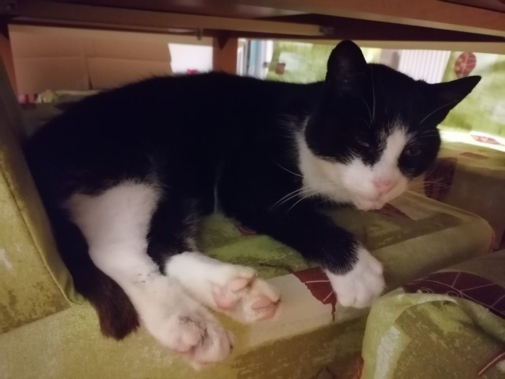 Lujza teszteli az új székhuzatokat